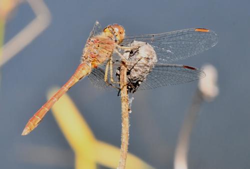 Réf. 347 220 : Sympetrum meridionale